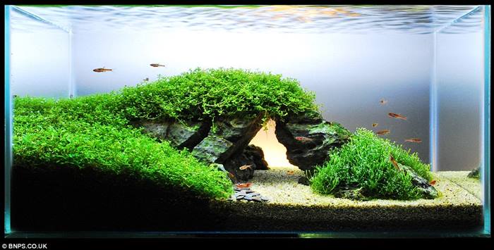 James Findley - How to Create a Planted Tank | Ticketing ...