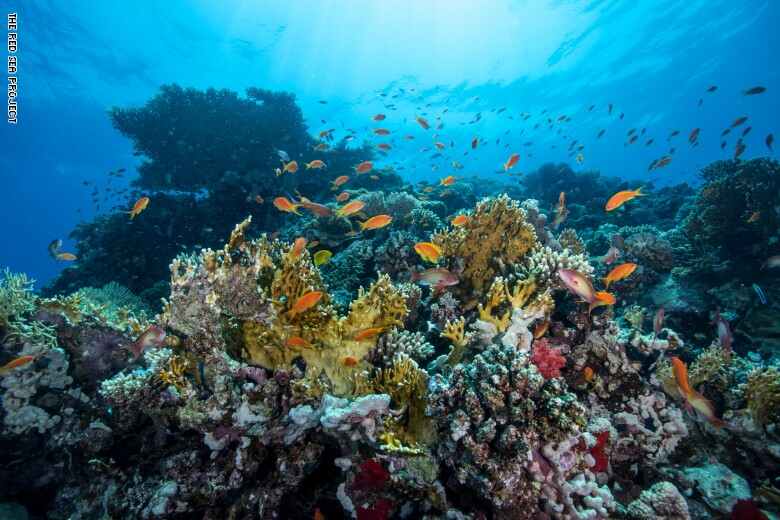 Hidden treasures in Saudi Arabia in the fourth largest coral reef in ...